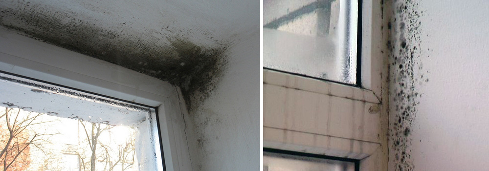 плесень на окнах от сырости